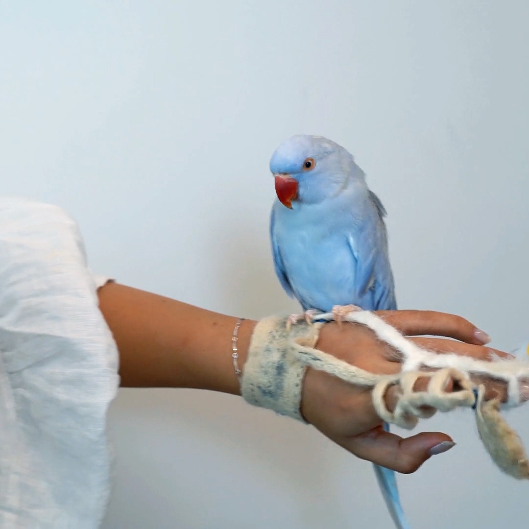A color photo showing a blue parrot on a person's hand.